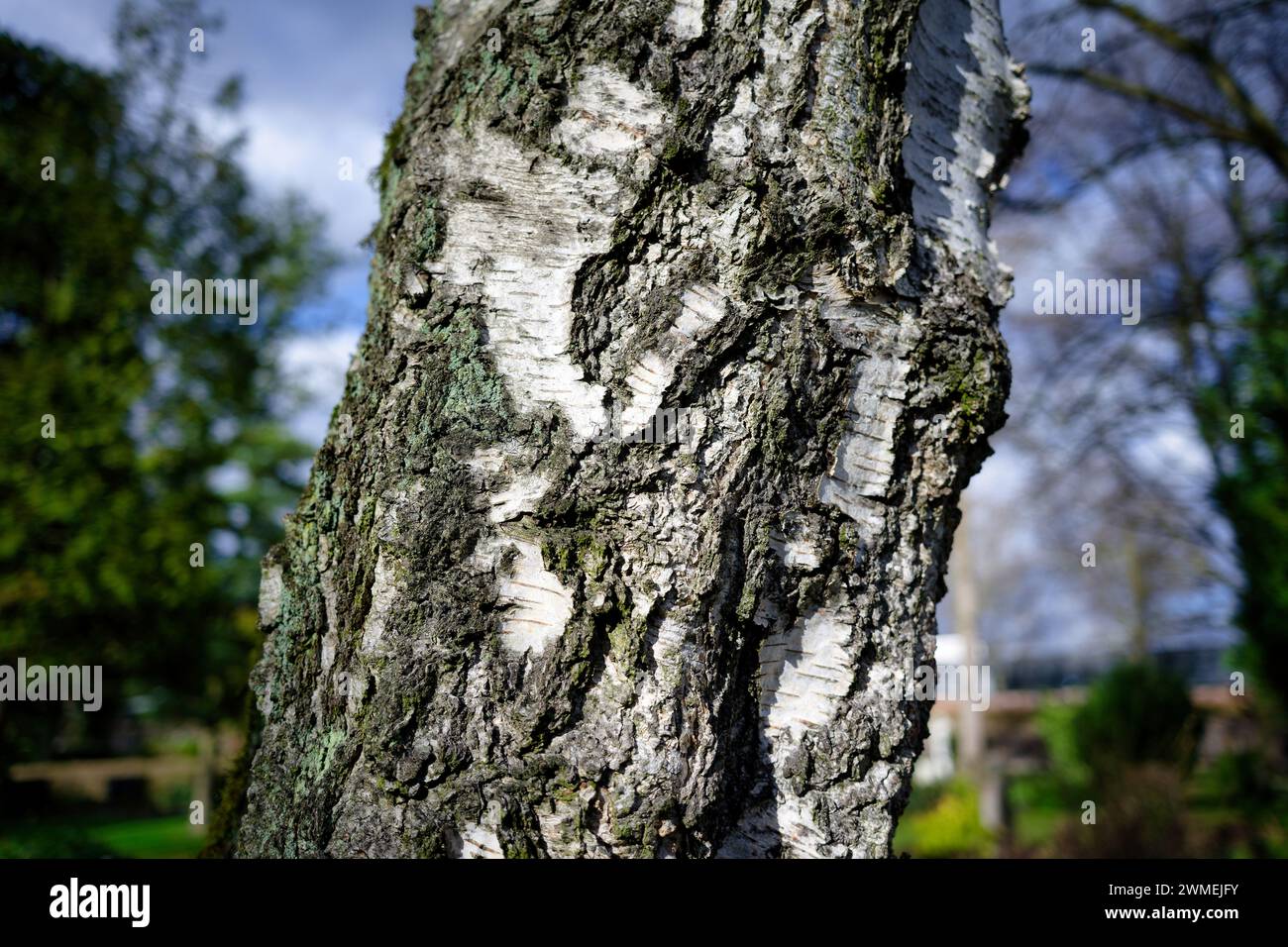 gnarled trunk of an old birch tree in the sunlight in front of a spring-like scenery in the blurred background Stock Photo