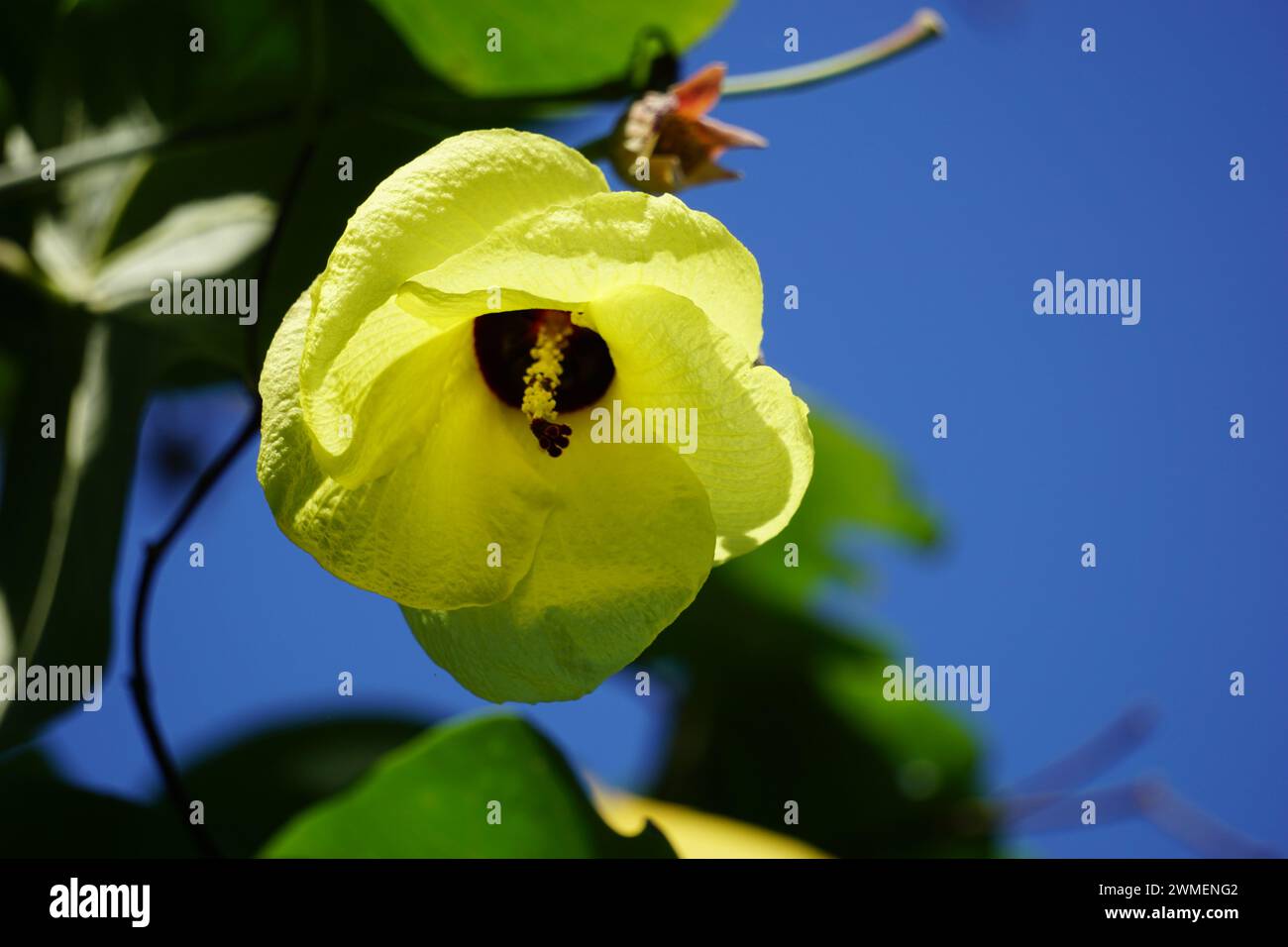 Hibiscus tiliaceus with a natural background. Also known as cottonwood, green cottonwood, native hibiscus, native rosella, cottonwood hibiscus Stock Photo