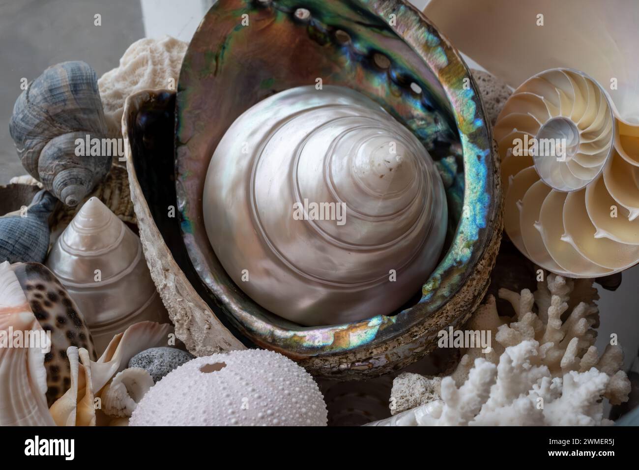 Beautiful collection of different tropical sea shells white pearly Trochus Tectus niloticus, corals, close up Stock Photo