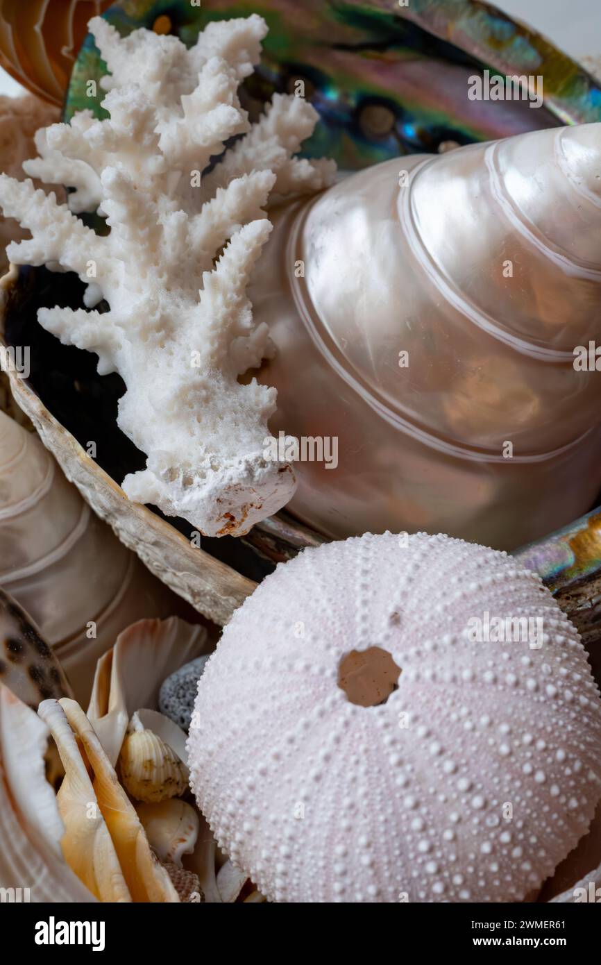 Beautiful collection of different tropical sea shells white pearly Trochus Tectus niloticus, corals, close up Stock Photo