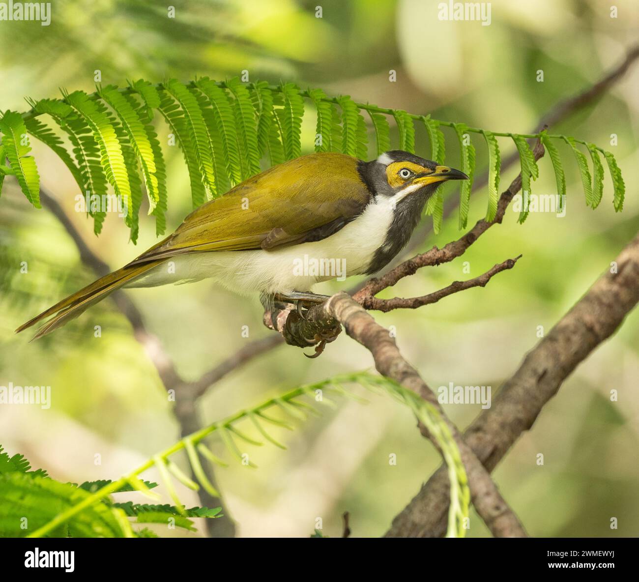 Female blue-faced honeyeater (Entomyzon cyanotis), also colloquially