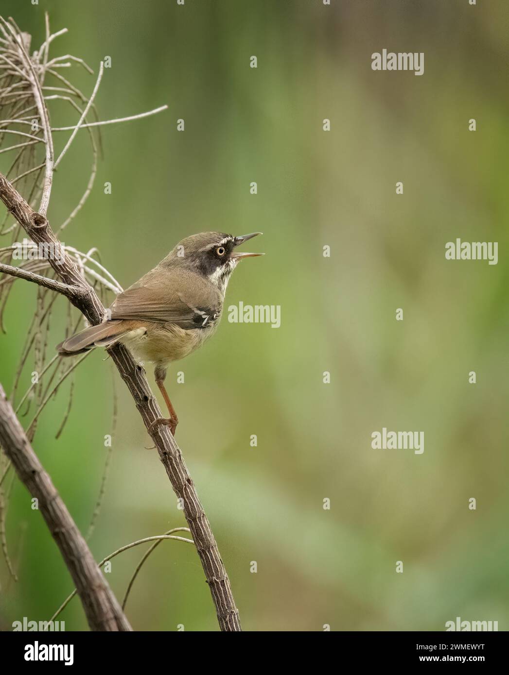 White-browed scrubwren (Sericornis frontalis) perched on a branch singing in Queensland, Australia, with an isolated background with copy space. Stock Photo