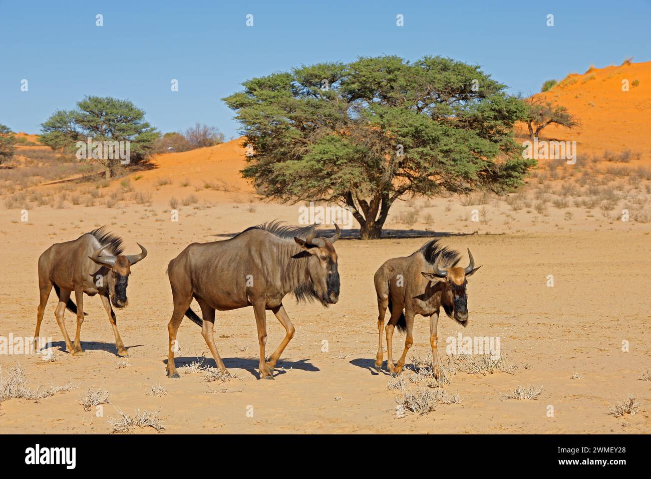 Blue wildebeest (Connochaetes taurinus) walking in a dry riverbed, Kalahari desert, South Africa Stock Photo