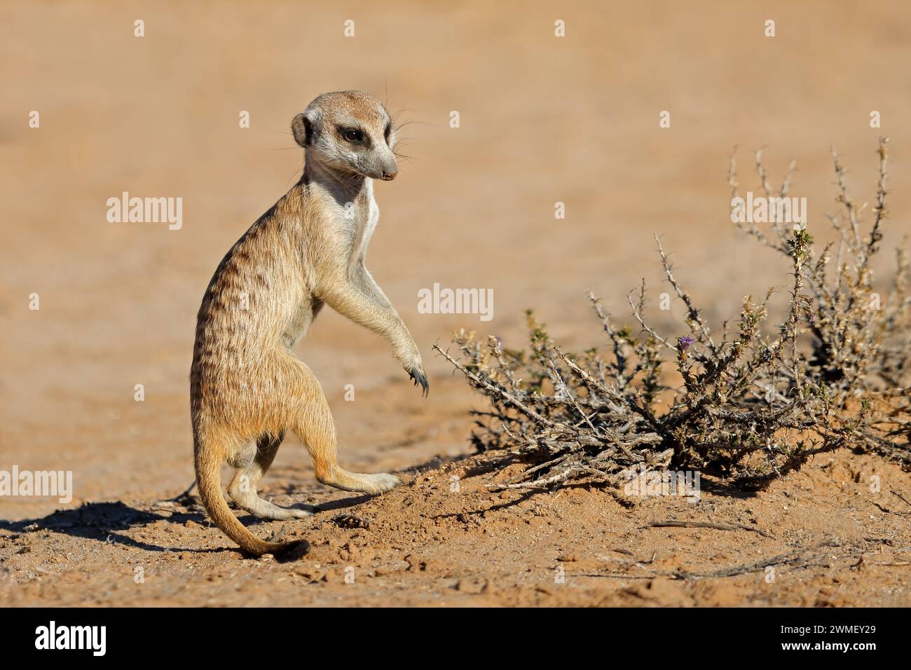 Alert meerkat (Suricata suricatta) in natural habitat, Kalahari desert ...