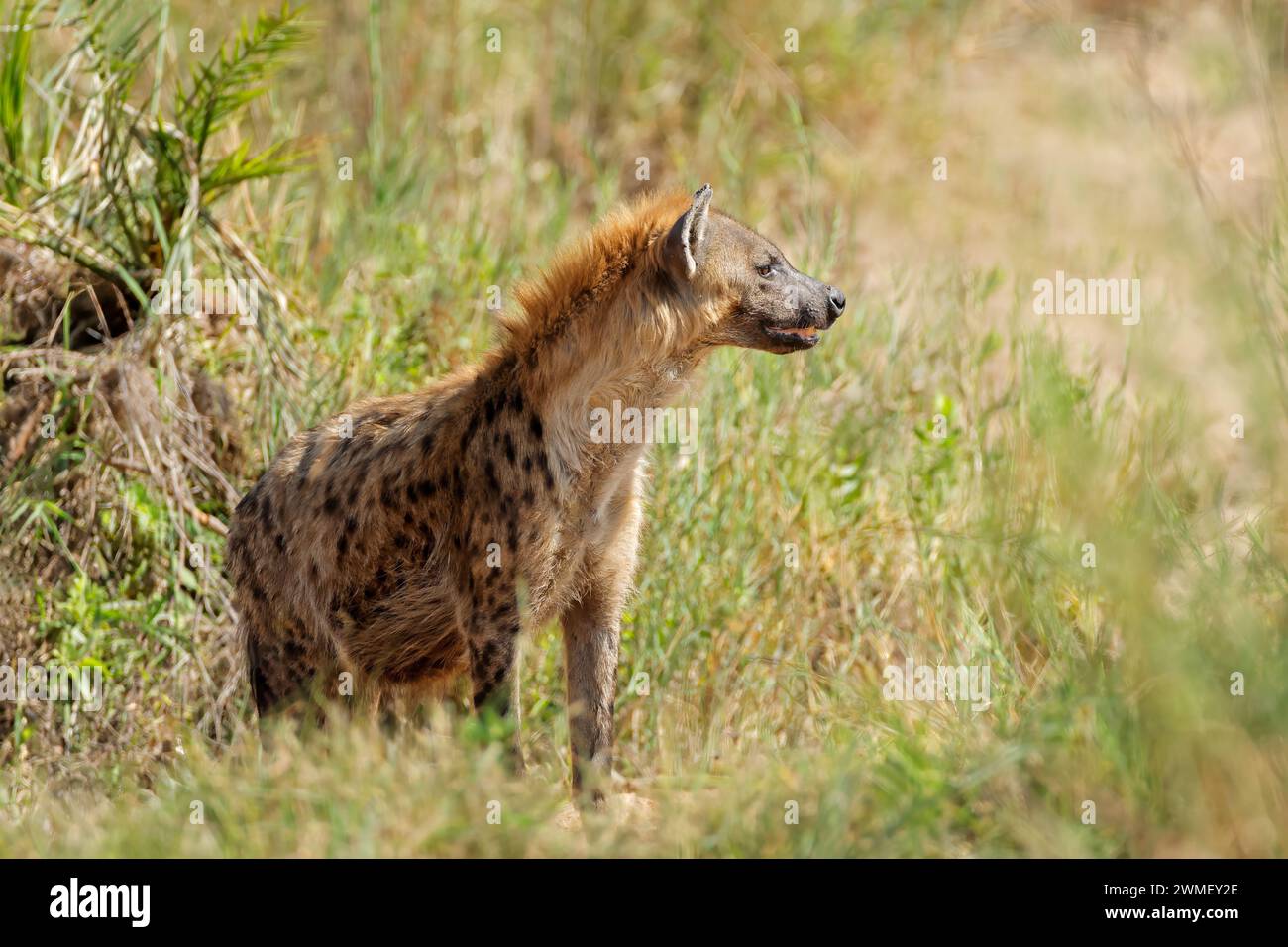 A Spotted Hyena Crocuta Crocuta In Natural Habitat Kruger National a-spotted-hyena-crocuta-crocuta-in-natural-habitat-kruger-national