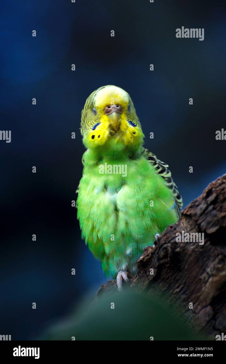 Everyone's favourite pet bird - a budgerigar! An Australia native, they are always green and yellow in the wild. This one poses at Healesville. Stock Photo