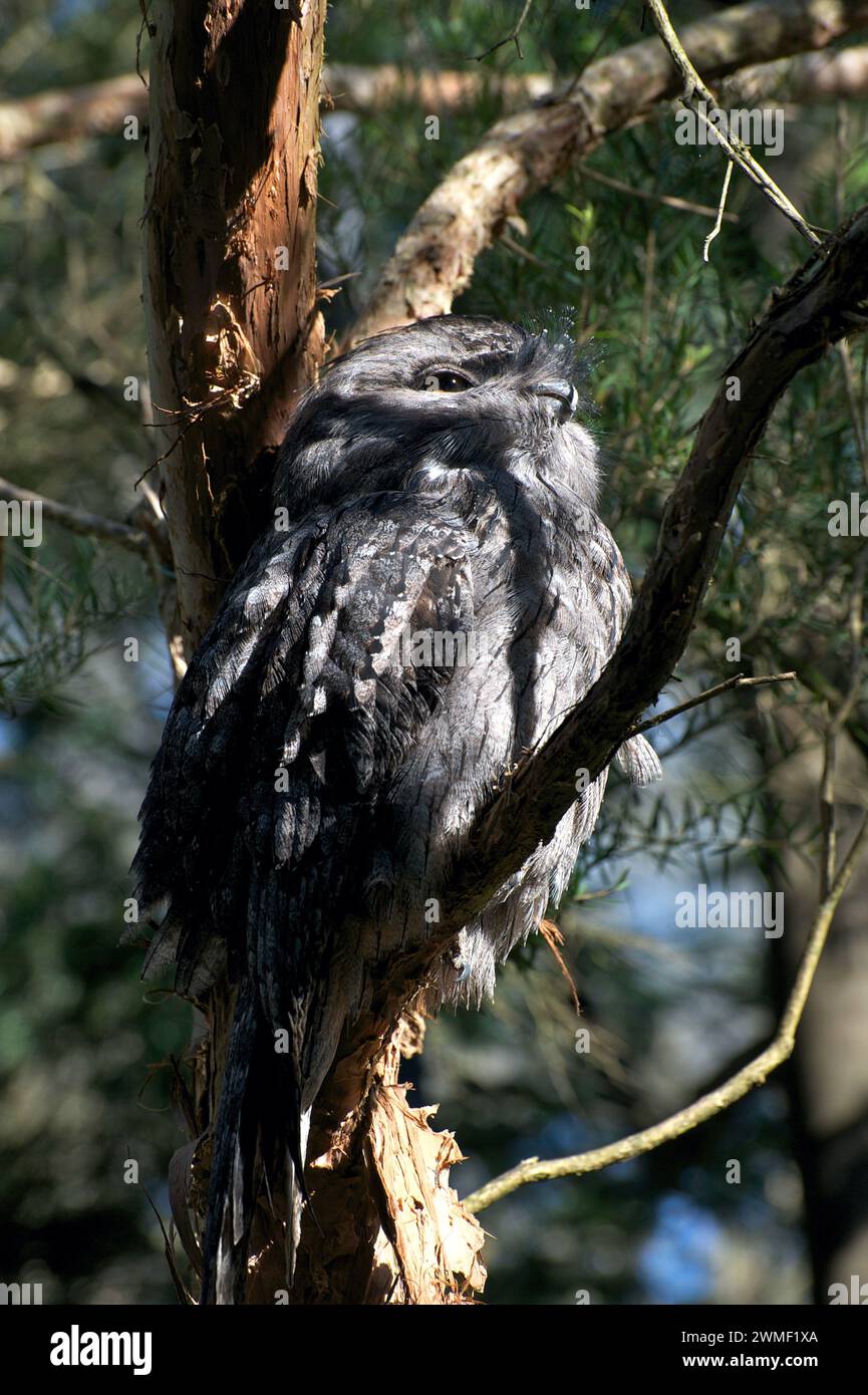 This Tawny Frogmouth (Podargus Strigoides) was a visitor to my home. Frogmouths are nocturnal, so it decided to spend the day in my tree. Stock Photo