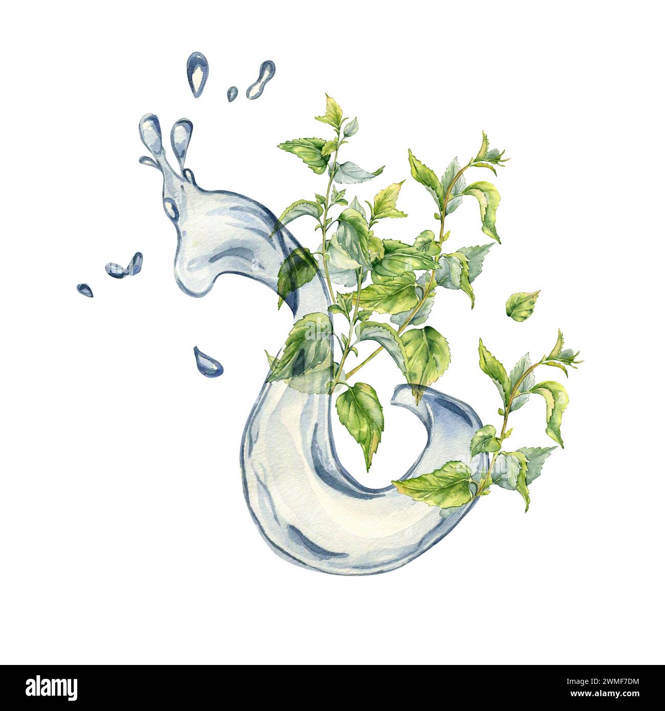 Bush of nettles in water splash. Watercolor illustration of the herbal plant Urticaria dioica. Water wave and green leaf, stinging plant hand drawn. E Stock Photo