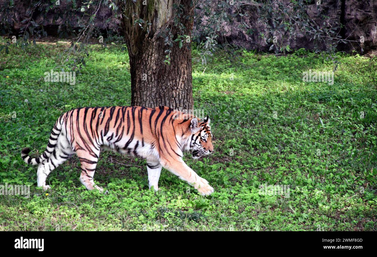 Beautiful tiger walking in forestland. Wild animal in forest. Tiger going on green grass Stock Photo