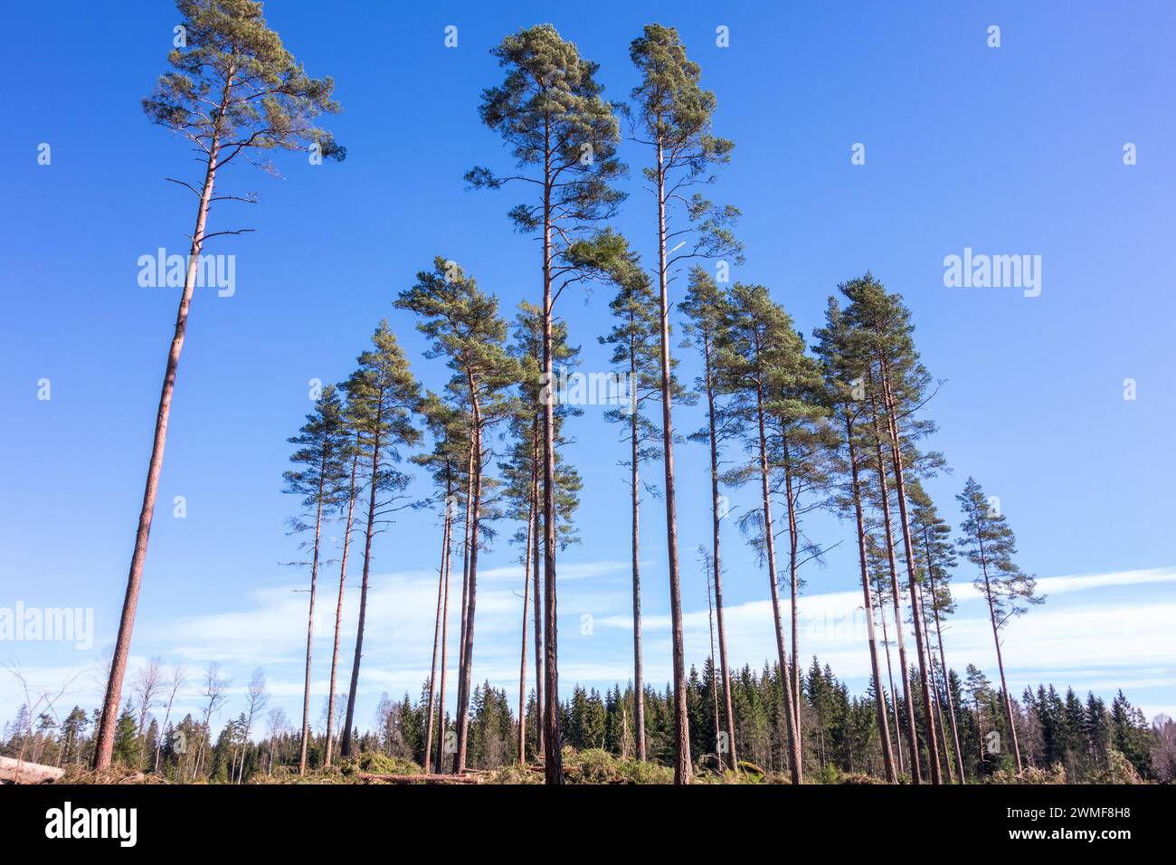 Pines left on a clearing Stock Photo