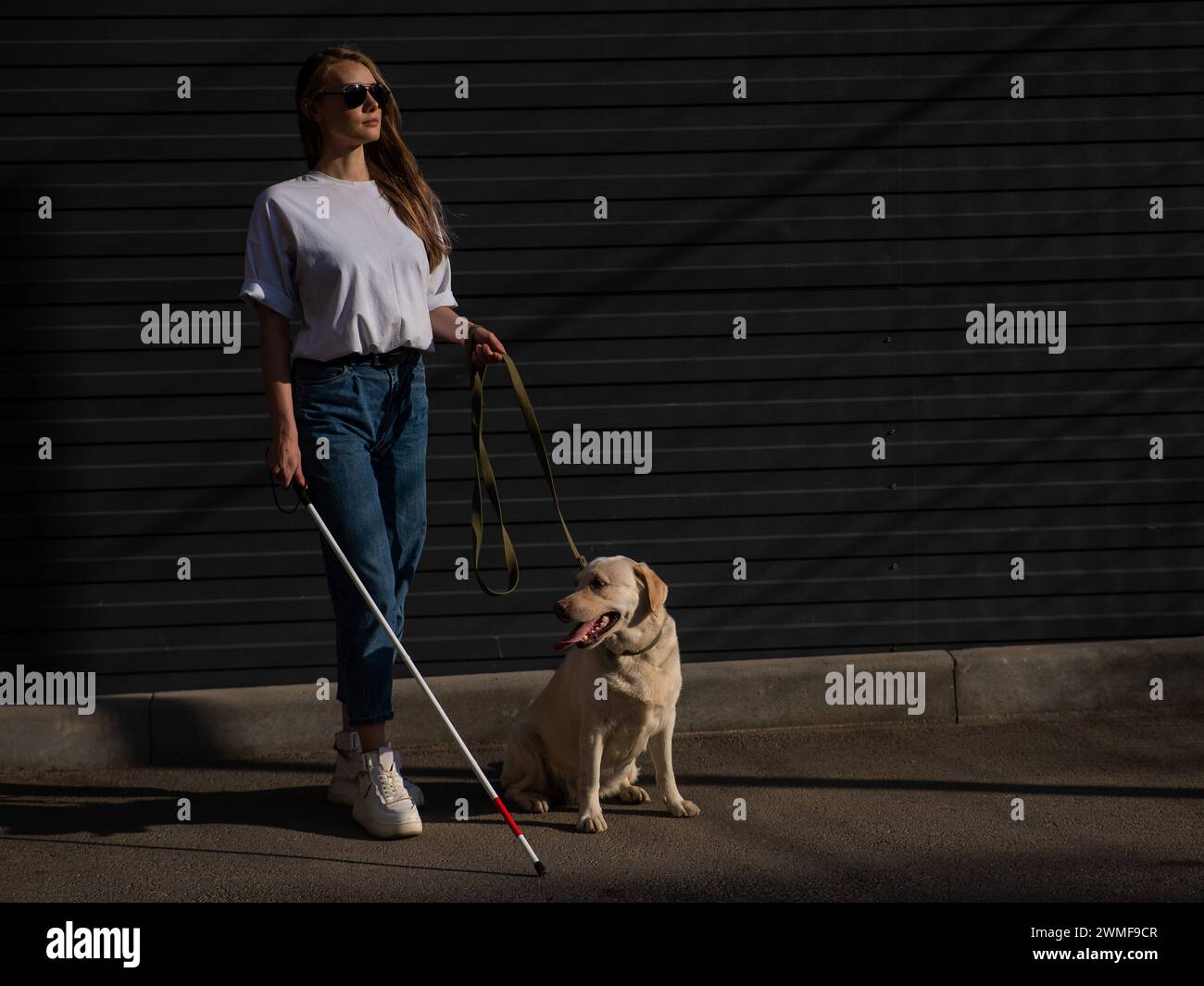 Blind woman walking guide dog outdoors Stock Photo - Alamy