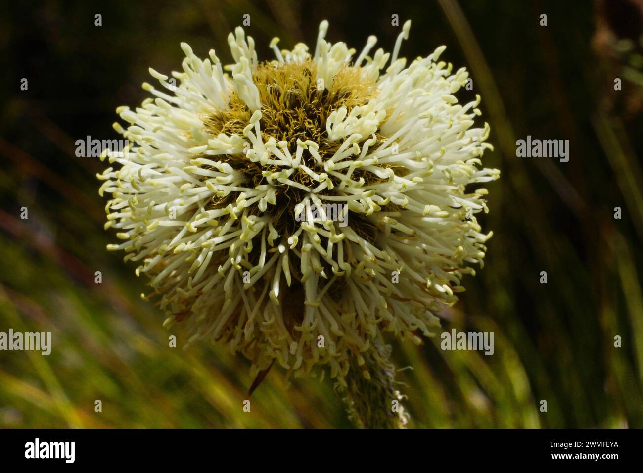 Flowering drumstick or pineapple bush (Dasipogon bromeliifolius), Southwest Western Australia Stock Photo