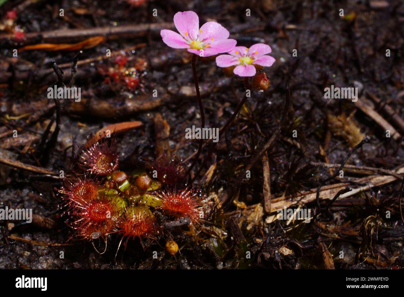 Pink flowering plants of the beautiful pygmy sundew (Drosera pulchella), in natural habitat, Southwest Western Australia Stock Photo