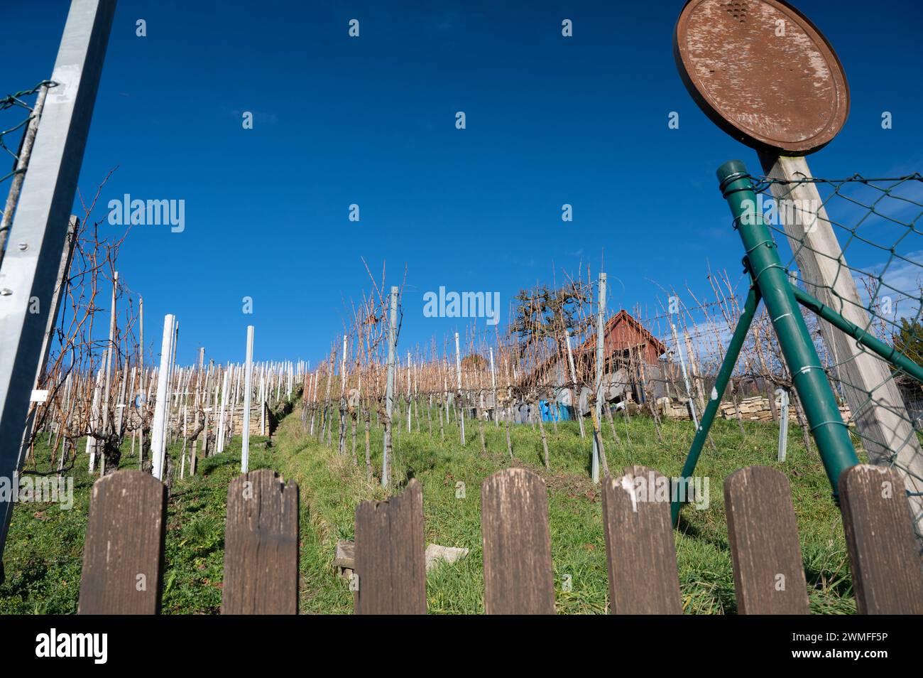 Vineyard in winter: Vines in rows, vineyard hut and old vineyard sign in the winter sun - view over the fence. Stock Photo