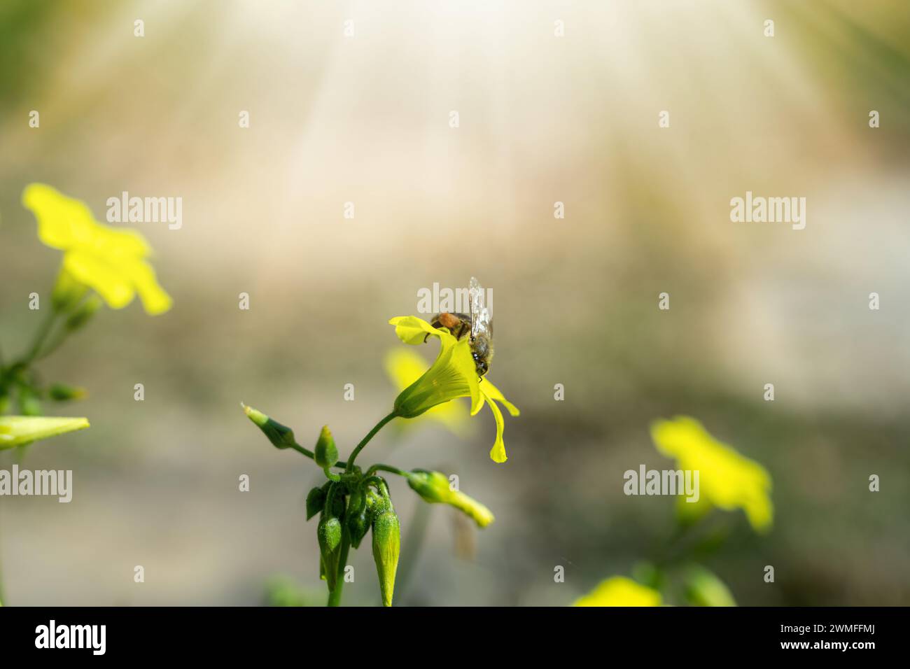 Honey bee collecting pollen and nectar from yellow flowers on a sunny spring day Stock Photo