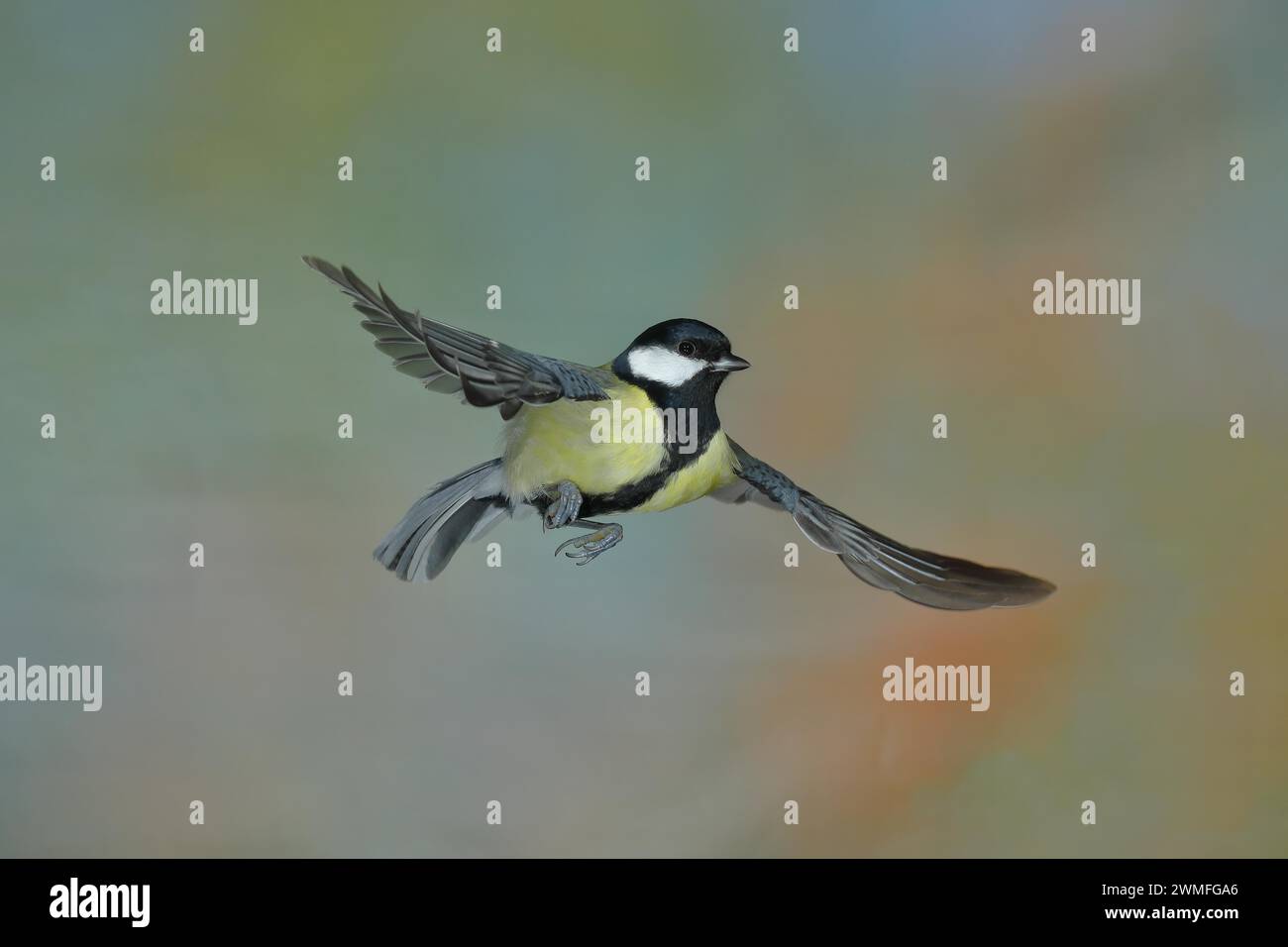 Great tit (Parus major) in flight, lateral aerial view, North Rhine-Westphalia, Germany Stock Photo