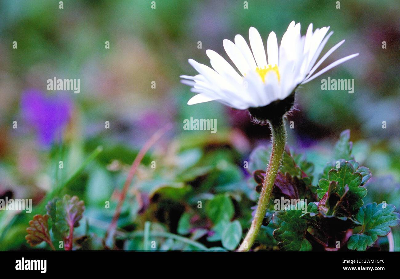 A single daisy in close-up with blurred green background Daisy Bellis perennis Stock Photo