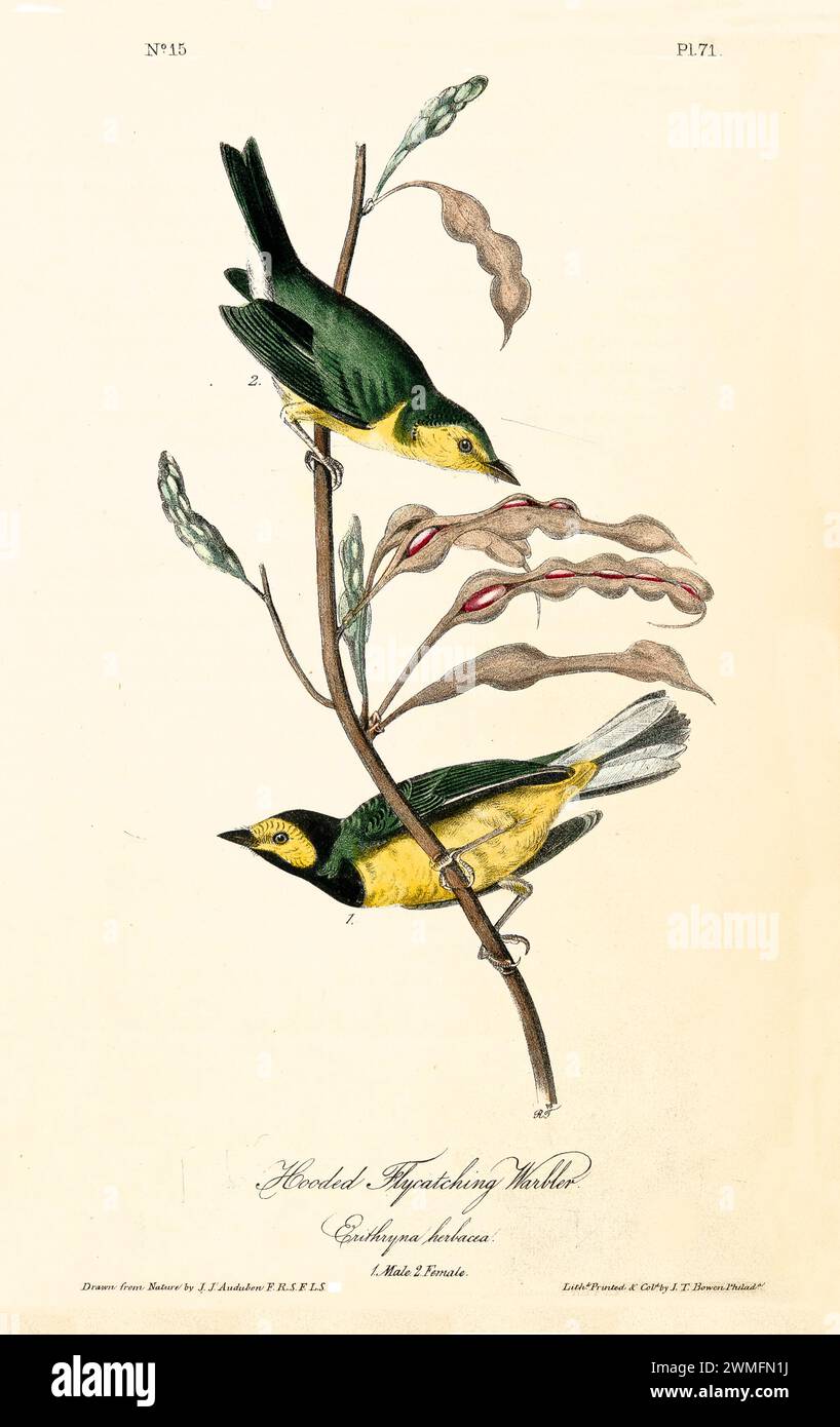 Old engraved illustration of Hoodedf flycatching warbler (Setophaga citrina). Created by J.J. Audubon: Birds of America, Philadelphia, 1840. Stock Photo