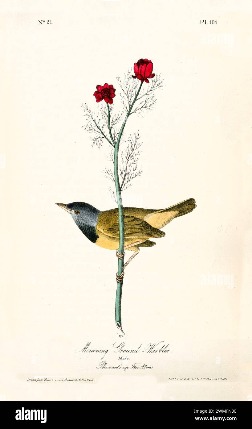 Old engraved illustration of  Mourning ground-warbler (Geothlypis philadelphia). Created by J.J. Audubon: Birds of America, Philadelphia, 1840. Stock Photo