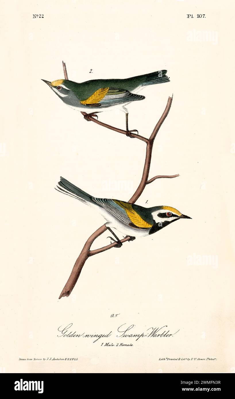 Old engraved illustration of  Golden-winged swamp-warbler (Vermivora chrysoptera). Created by J.J. Audubon: Birds of America, Philadelphia, 1840. Stock Photo