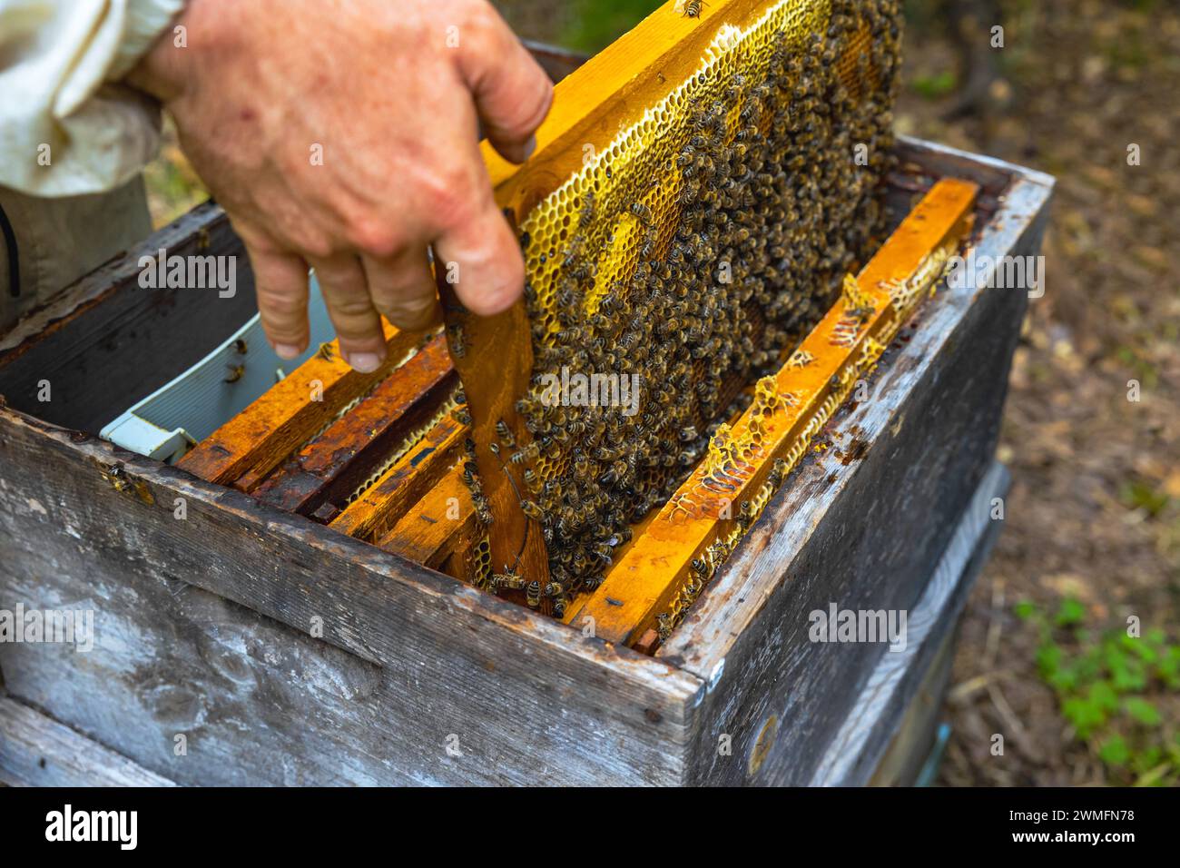 A frame of honeycomb full of bees removed from beehive. apiculture or ...