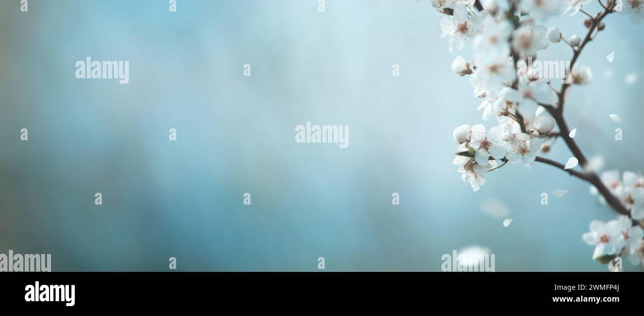 Springtime nature background with delicate cherry blossom at blue bokeh background. Banner Stock Photo