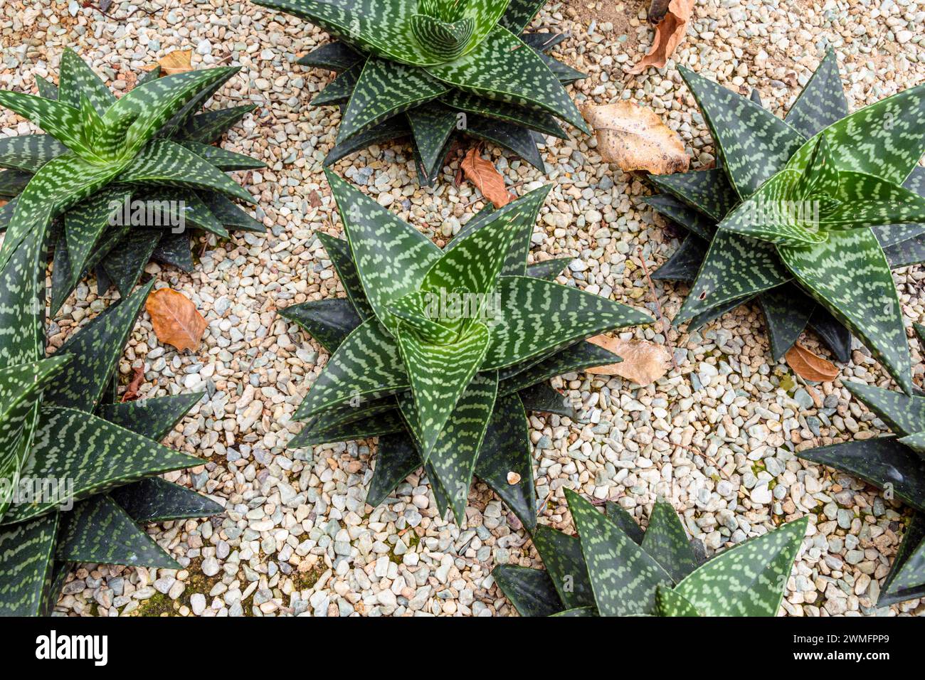 Tiger Aloe succulents in a garden bed at the Flower Dome, Gardens by the Bay, Singapore Stock Photo