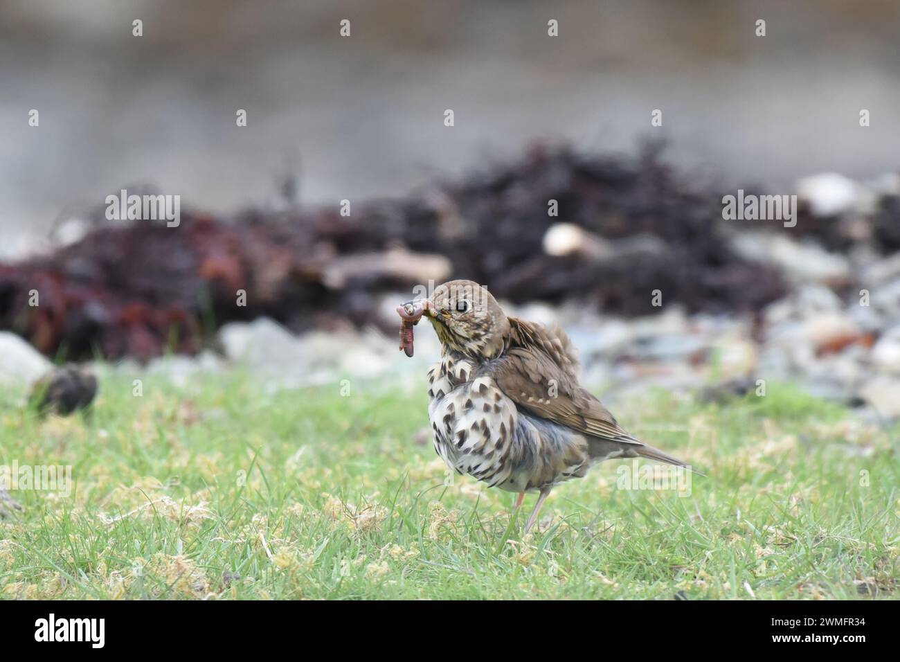 The Song thrush (Turdus philomelos) is omnivorous, eating a wide range of invertebrates, especially earthworms and snails Stock Photo
