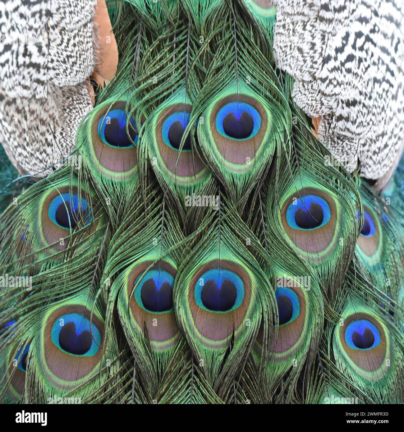 Rilegatrice Pavo Bindmaster Plus - Perfora Fino A 15 Fogli, Rilega Fino A 500 Fogli, Grigio - Foto 7