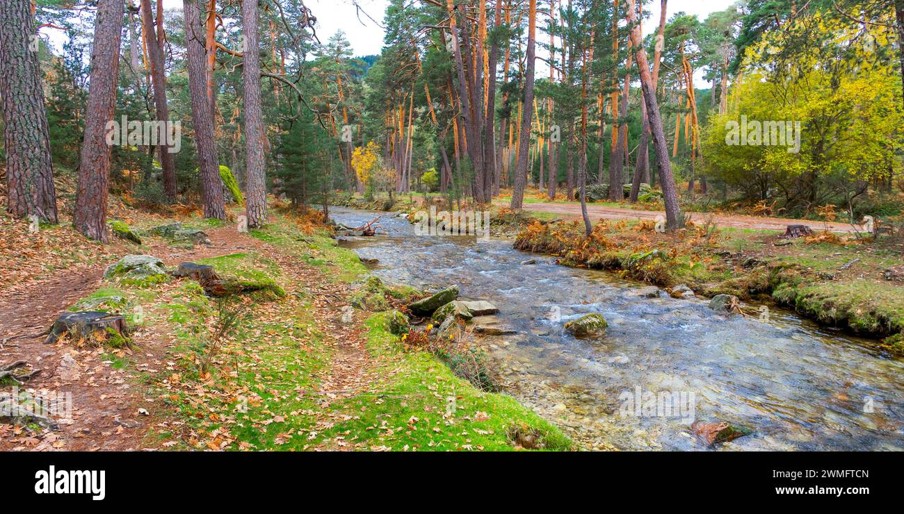 Eresma River, Scot Pine Forest, Sierra de Guadarrama National Park, Segovia, Castile and Leon, Spain, Europe Stock Photo