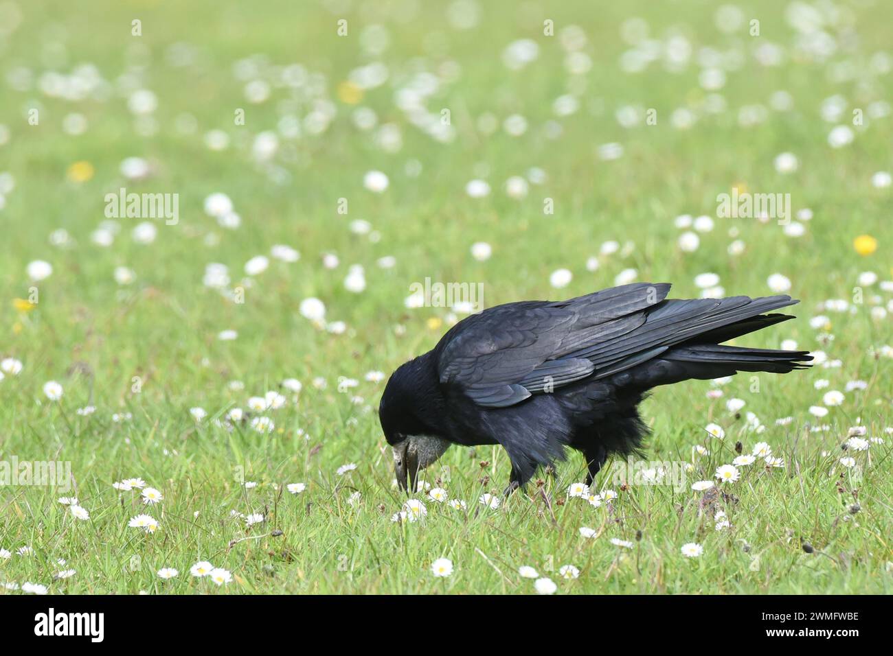 The rook (Corvus frugilegus)  is a large, black-feathered bird, distinguished from similar species by the whitish featherless area on the face Stock Photo