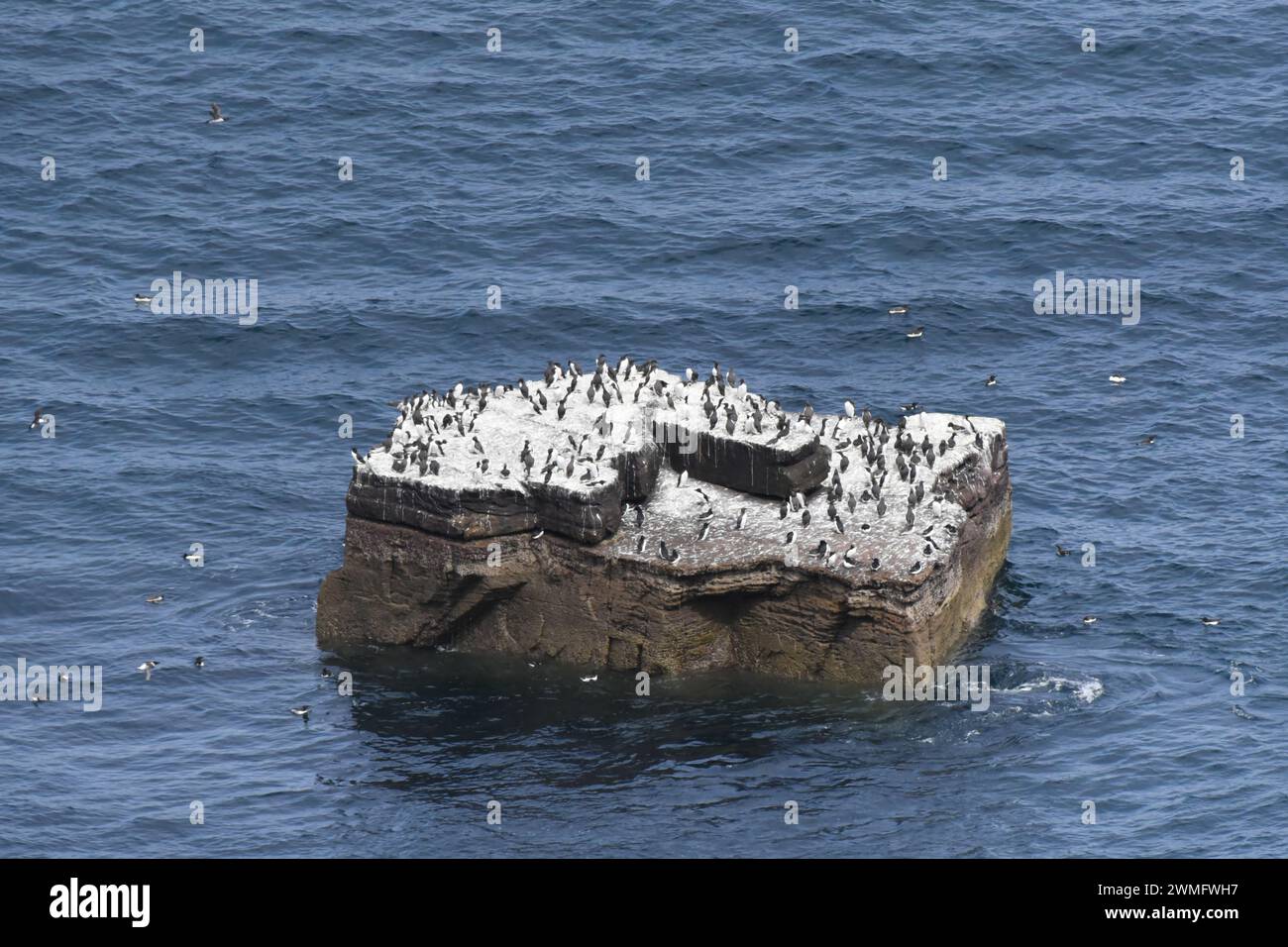 Sea birds on a skerry off the west coast of Scotland Stock Photo