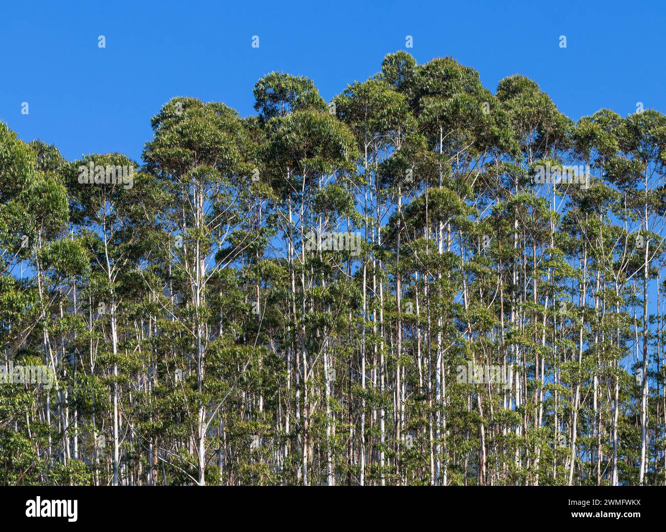 The Eucalyptus plantation and blue sky Stock Photo