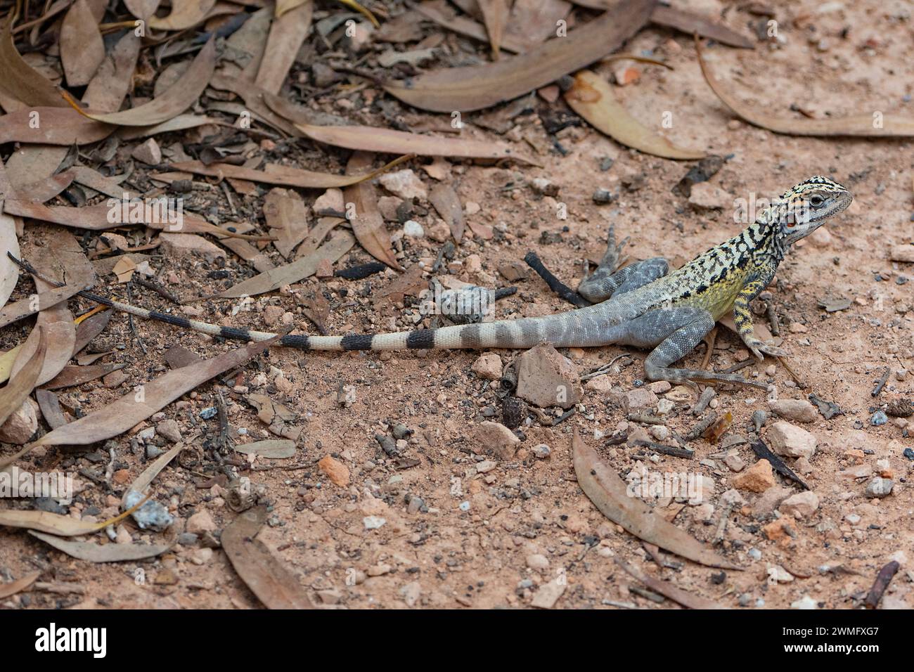 Crested dragon (Ctenophorus cristatus), Nullarbor Plain, South Australia, SA, Australia Stock Photo