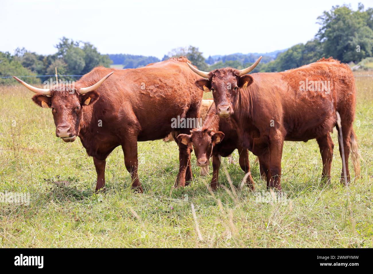 French Salers breed milk and meat cows characterized by their mahogany-colored coat during summer and heatwaves. Agriculture, cattle breeding and huma Stock Photo