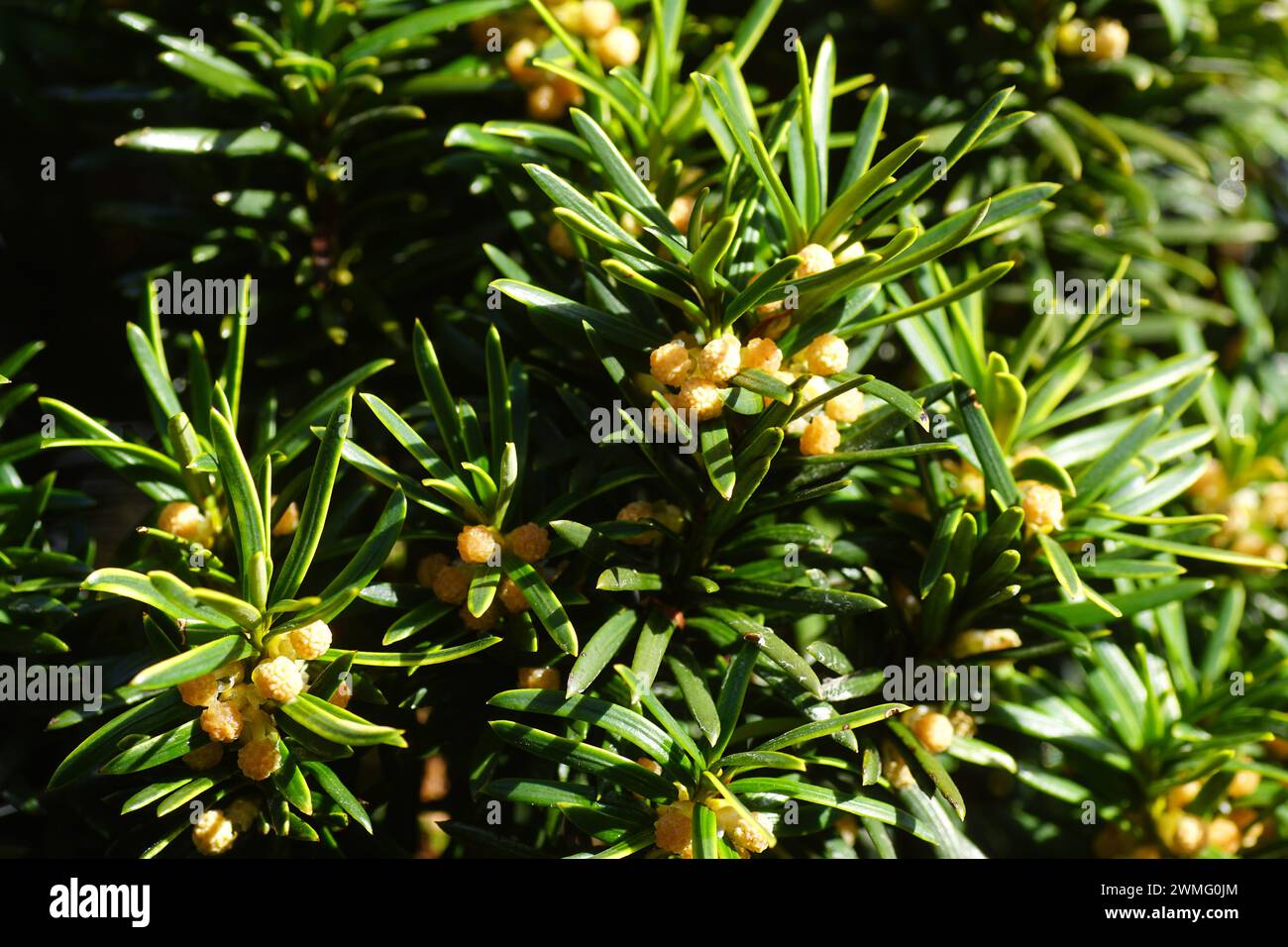 Foliage and flowers of an evergreen Irish Yew Tree (Taxus baccata 'Fastigiata') in a garden in the Dutch village of Bergen. Netherlands, Late winter, Stock Photo