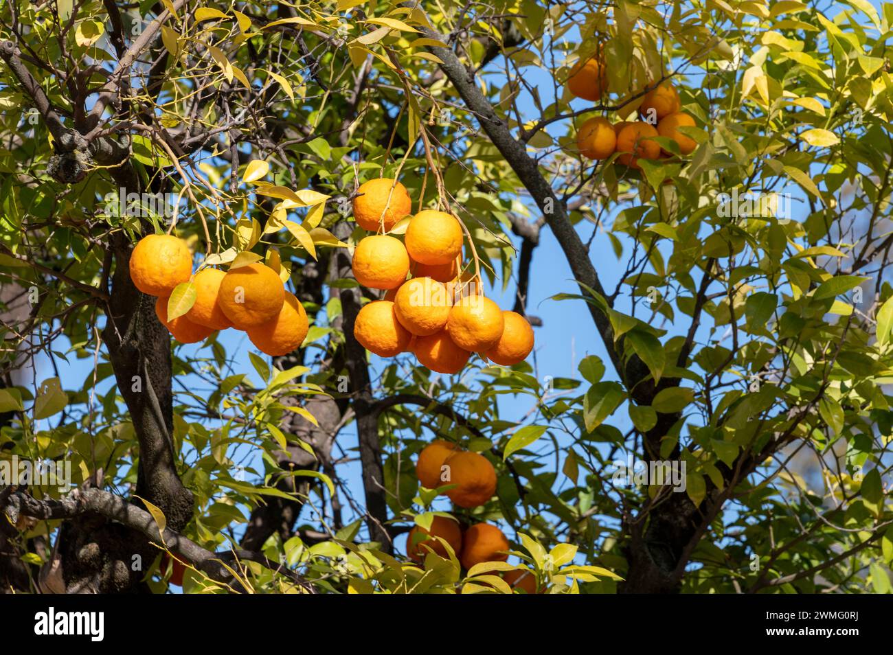 Small bitter oranges or Sevillian oranges with pitted skins, are grown in the streets around  Cordoba thus creating a pleasant air of orange aroma in Anda Stock Photo