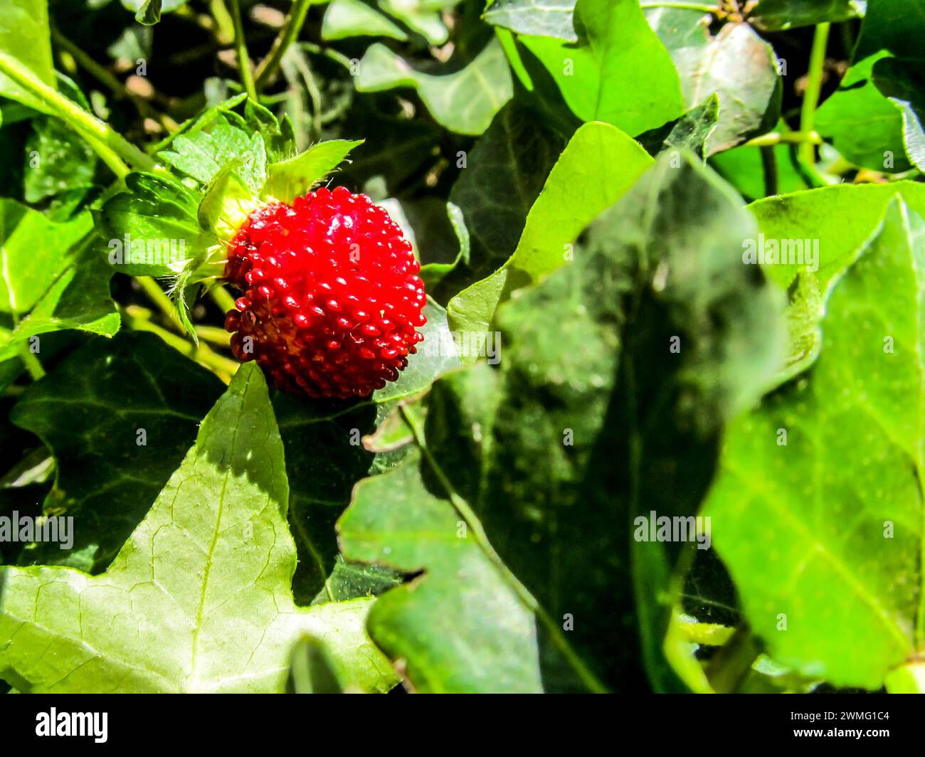 The scarlet fruit of a mock strawberry, Potentilla Indica, surrounded by the foliage of other plants in a woodland garden Stock Photo