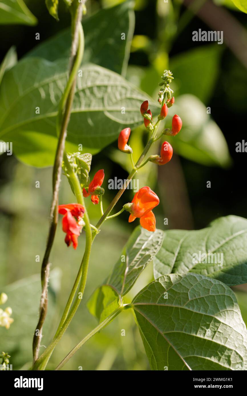 Red flowers of large-fruited beans Stock Photo