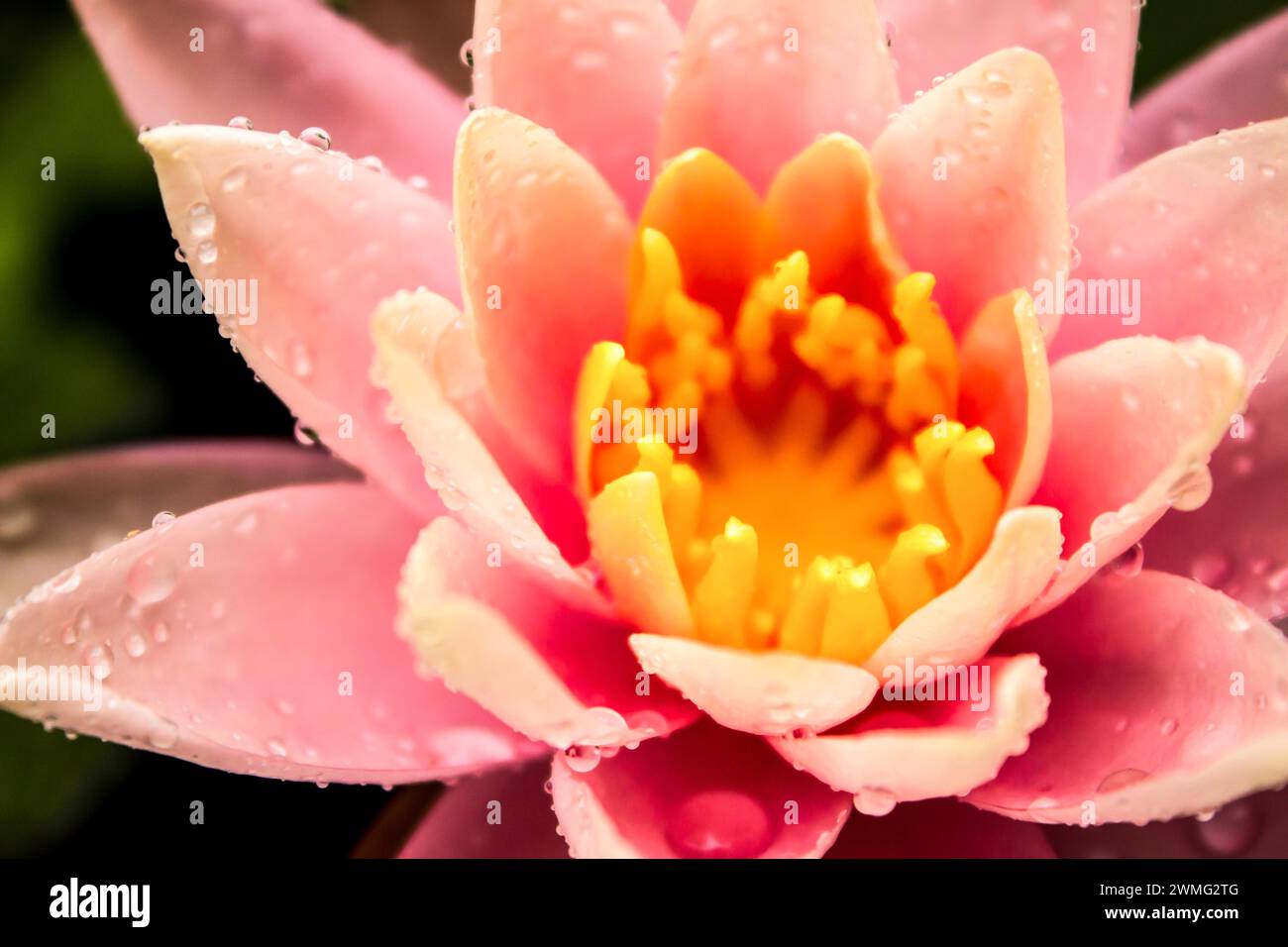 Close-up view of a flower of a pink waterlily, covered in water droplets, of the Nymphae family. Stock Photo