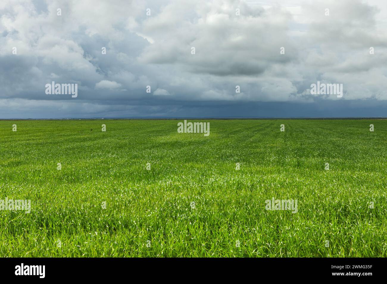 Green field and cloudy sky Stock Photo - Alamy