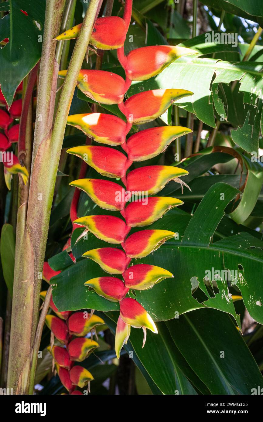 Beautiful red flowers of heliconia plant in green rainforest area Stock Photo