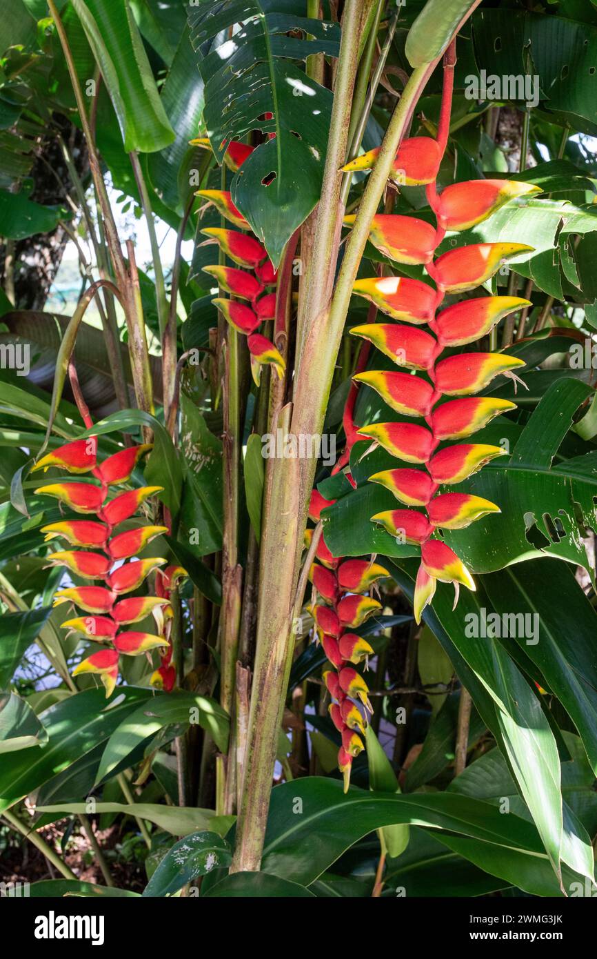 Beautiful red flowers of heliconia plant in green rainforest area Stock Photo