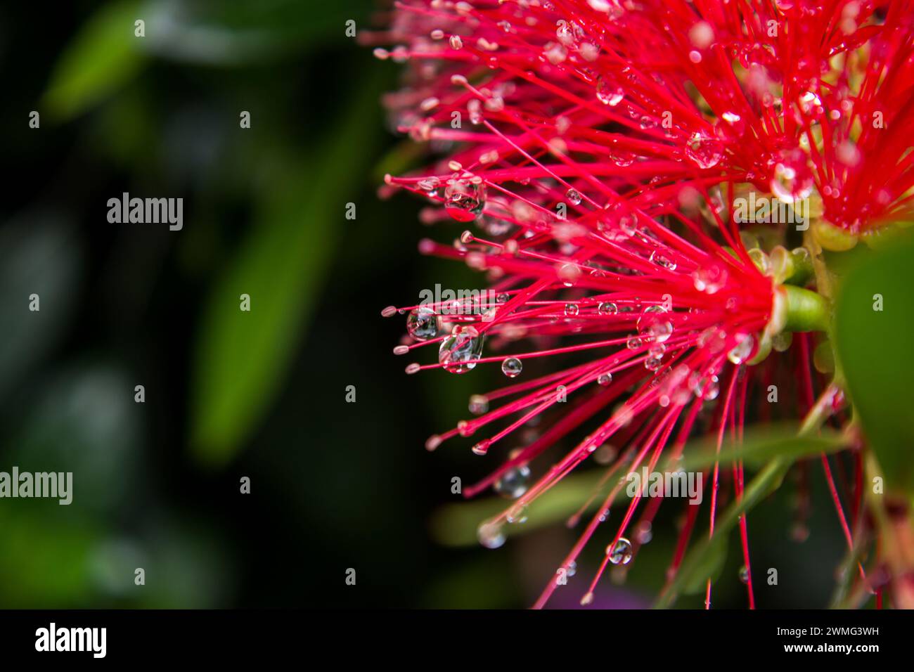 Waterdrops, hanging from the red filaments of a Weeping Bottlebrush flower. Stock Photo