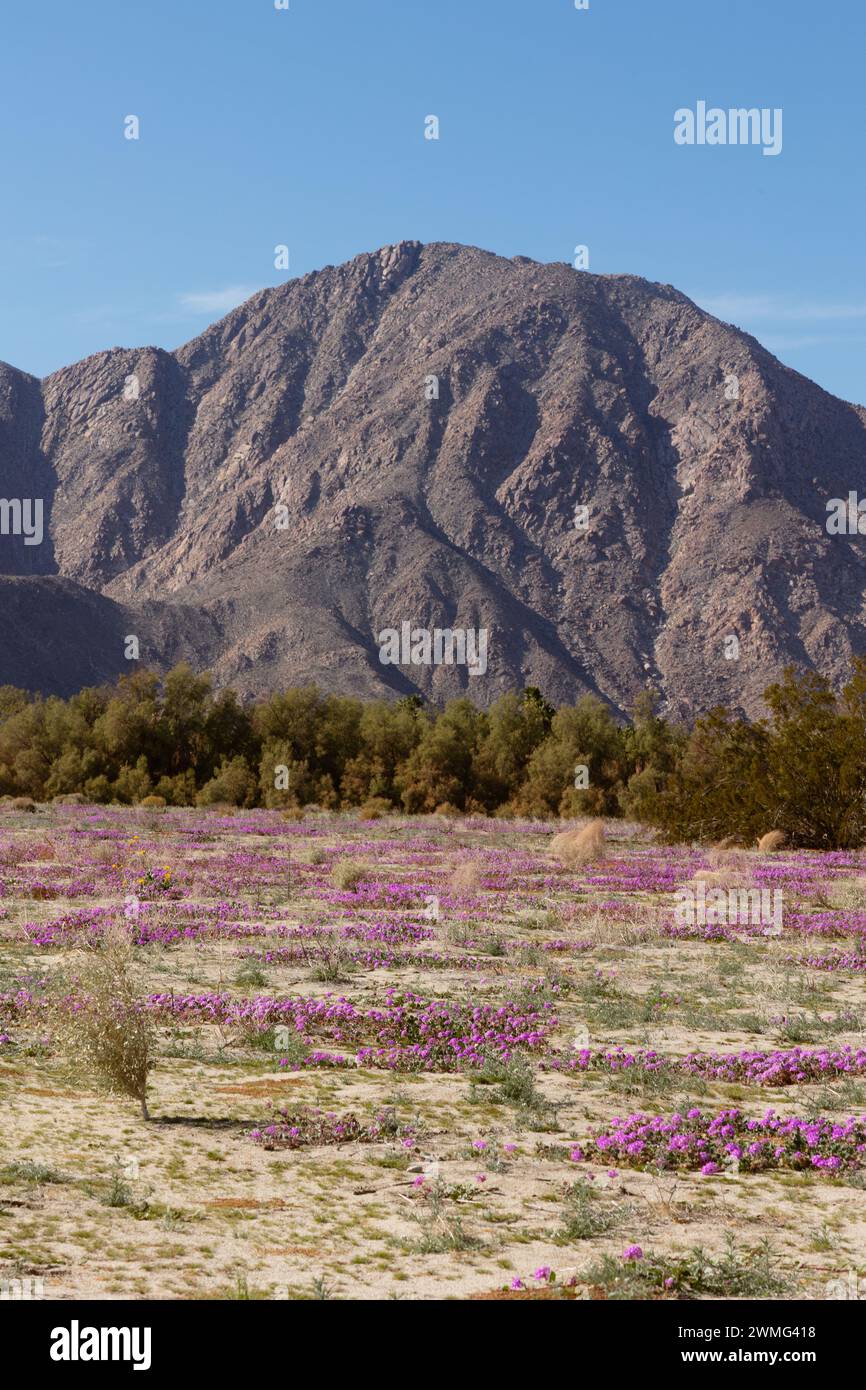 Flower field in super bloom outside of Borrego Springs Stock Photo Alamy
