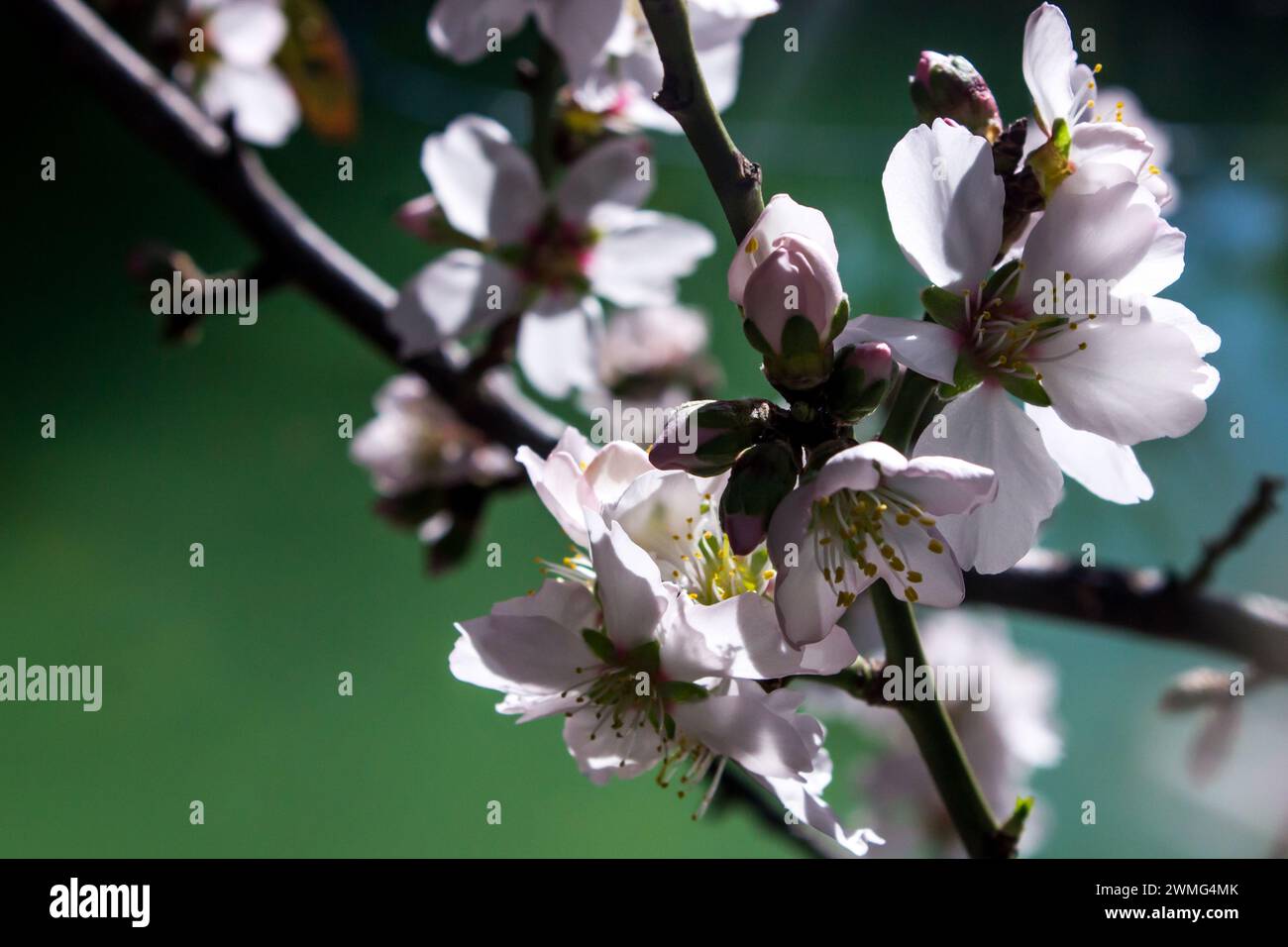 A branch of a Sweet almond Prunus dulcis, covered in delicate white blossoms and flower buds in the early spring against a greenish blue background. Stock Photo
