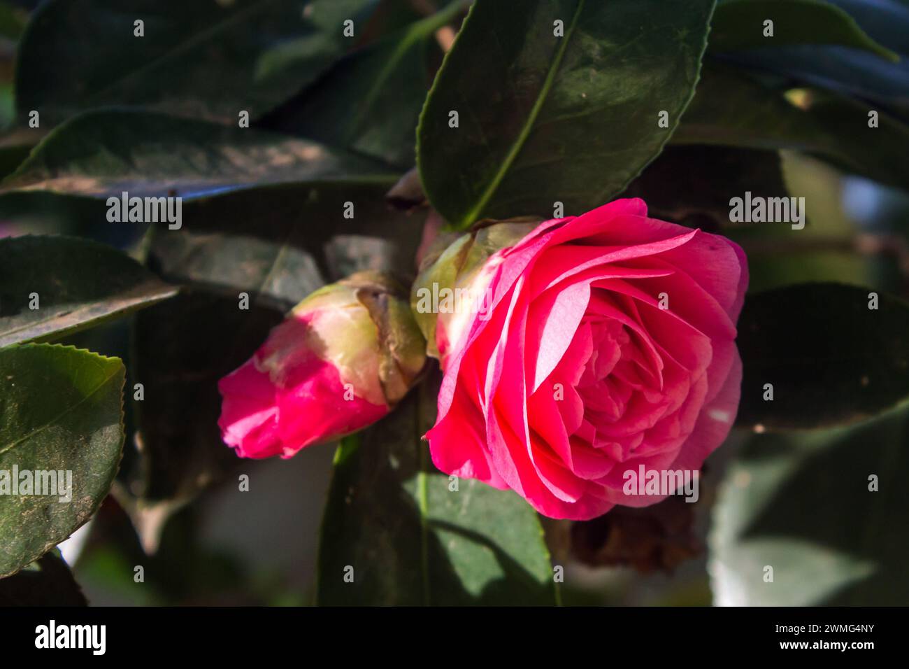 An intricate pink flower with a flower bud, of a Japanese Camellia hybrid. Stock Photo