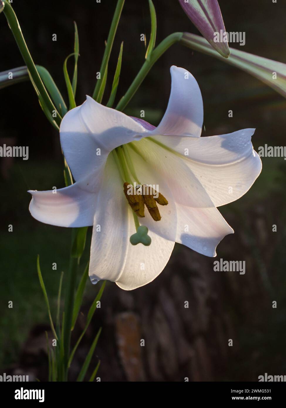 View of the elegant flower of the Formosa Lily, Lilium formasanum, seemingly glowing in the late afternoon sun, in Magoebaskloof, South Africa Stock Photo