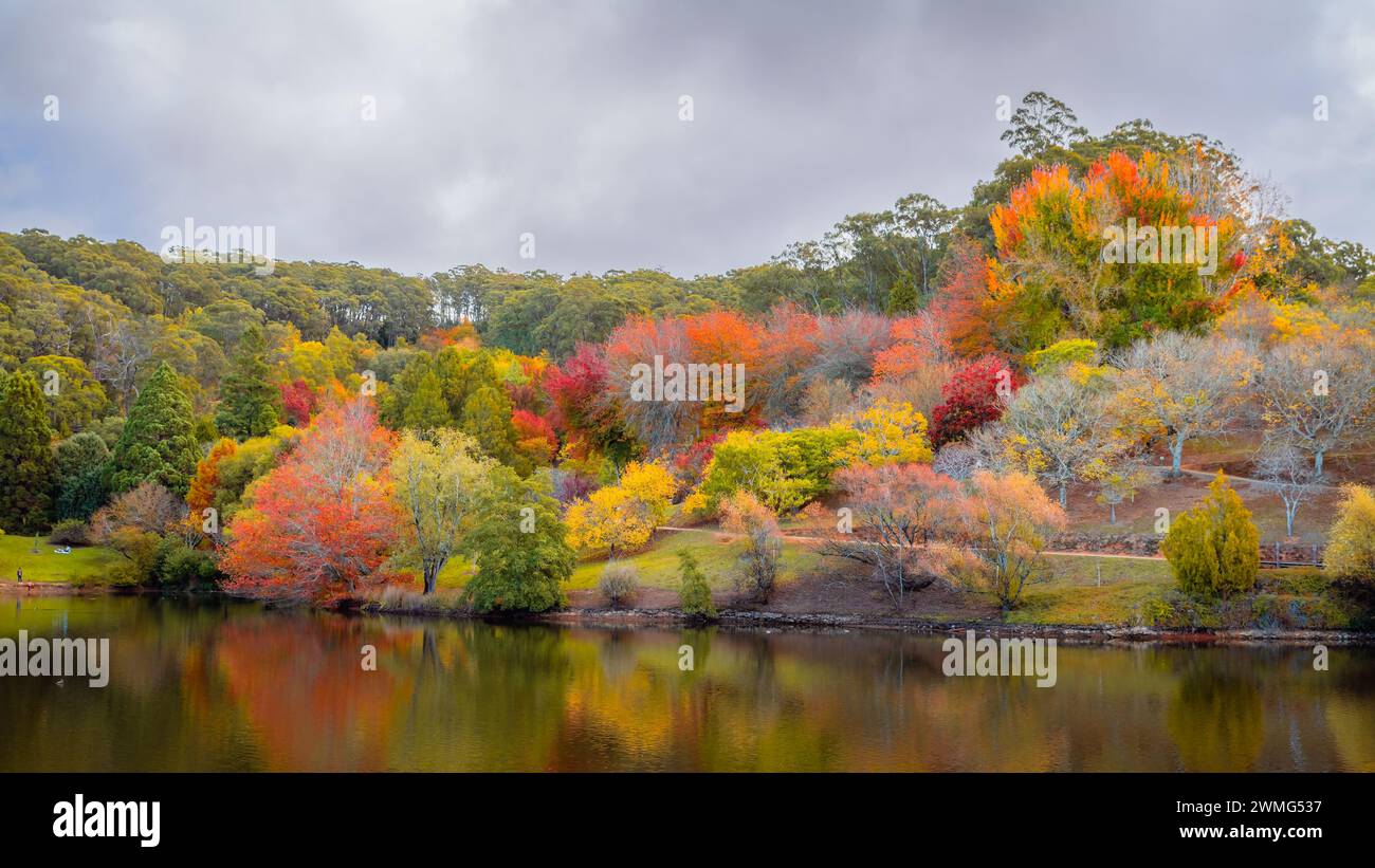 Colourful Australian autumn by the pond in Mount Lofty botanic garden in Crafers, Adelaide Hills, South Australia Stock Photo