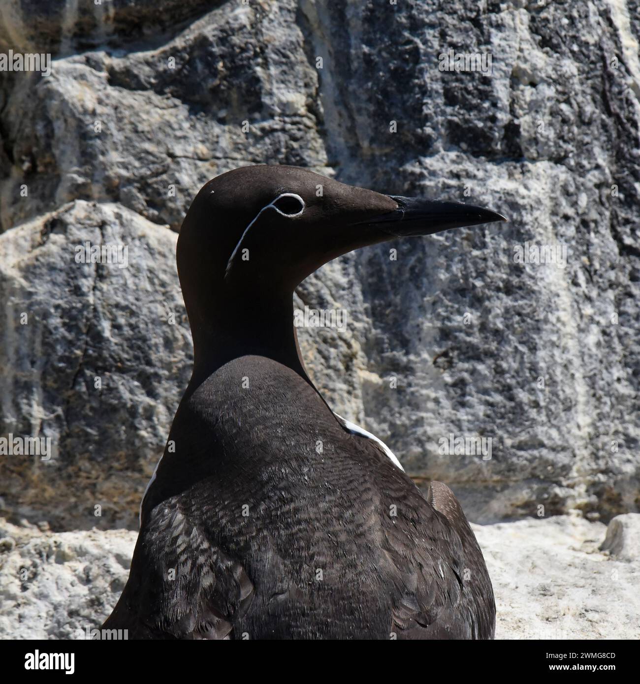 Bridled common murre or common guillemot (Uria aalge) with white eye